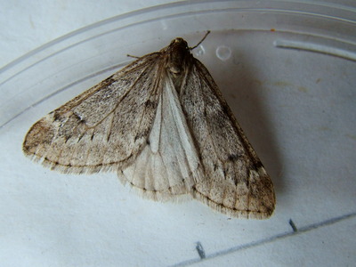 March Moth